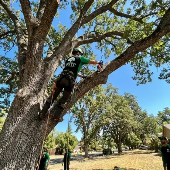 Certified arborist climbing a Port Orange oak tree with chainsaw